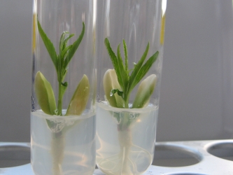 Plantules in vitro issue du sauvetage d’embryon de prunus